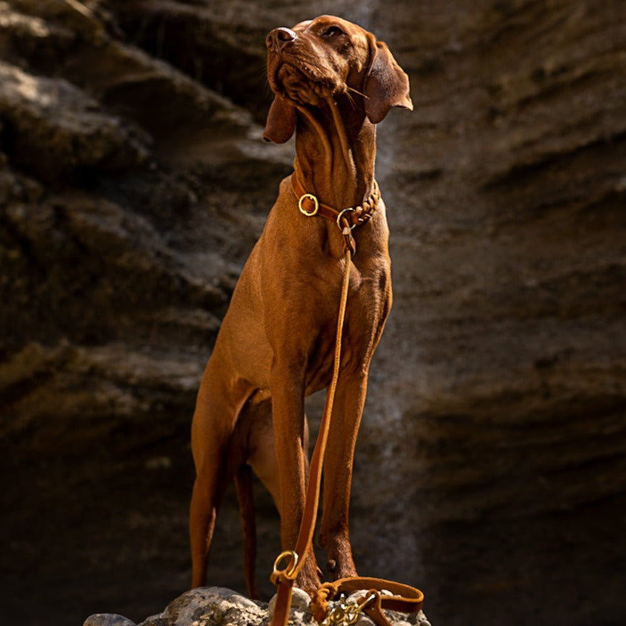 Moxon Leash "Oh,Dear!"