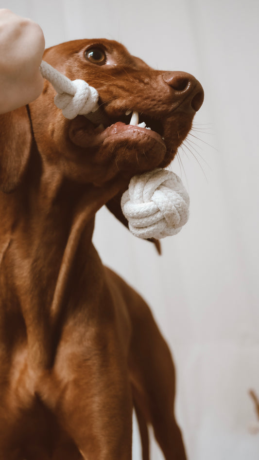 Tauspielzeug "Cotton Ball"