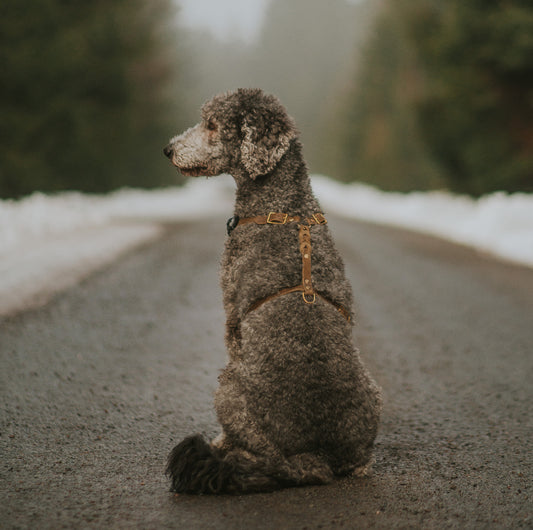 Hundegeschirr "Everlast"