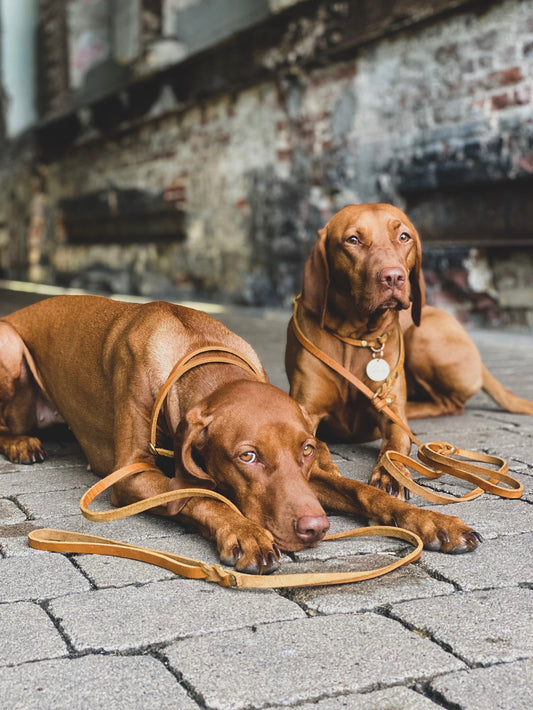 Retrieverleine "Oh,Dear!"