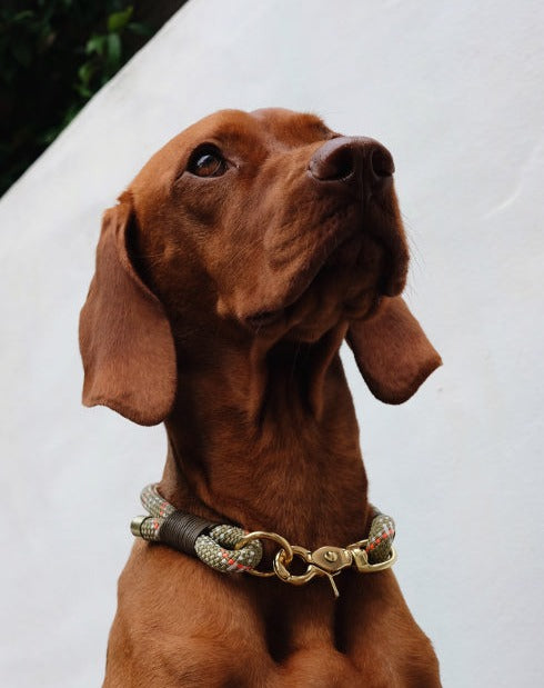 Halsband "Ivy"- fest