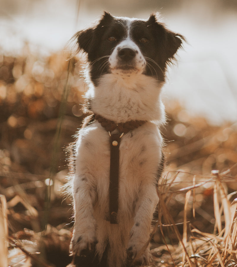Dog Harness "Minimal"