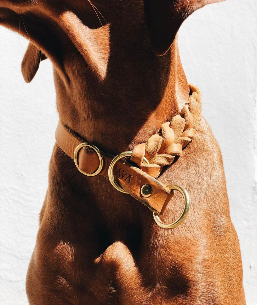 Retrieverhalsband "Oh, Dear!"