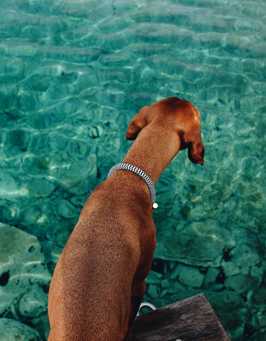 Halsband "Tropical- vegan"